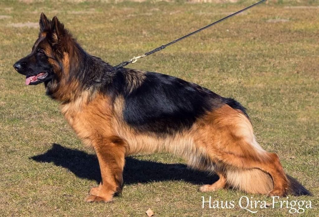 Haus Qira Frigga